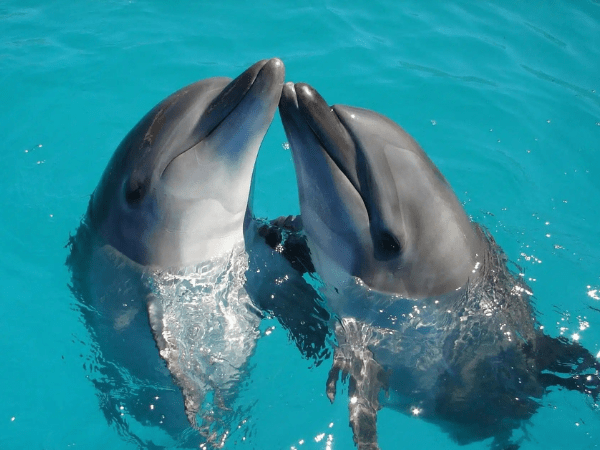 Enjoy The Dolphins Show