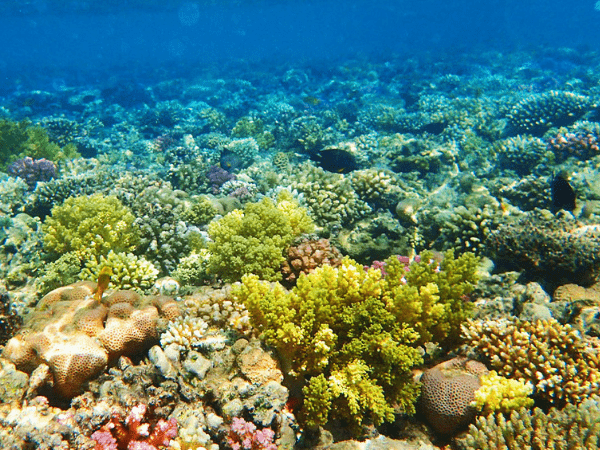 Healthy coral garden in the Red Sea illustrating responsible reef protection