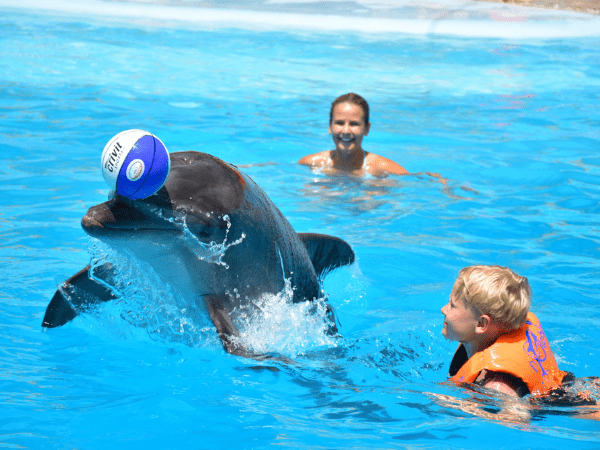 Swimming With Dolphins experience in Hurghada