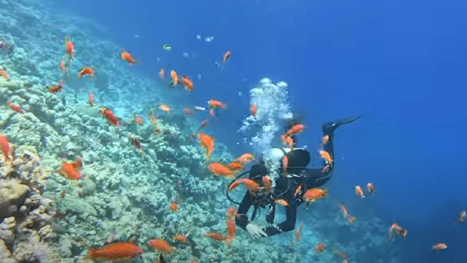 Magawish Island Tour