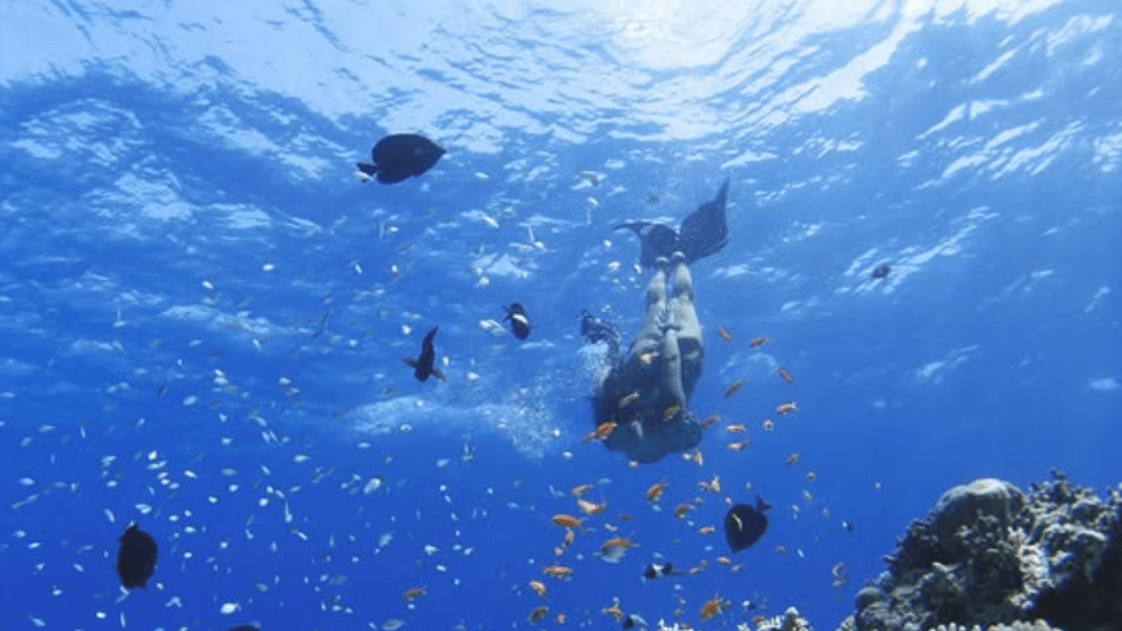 Hurghada Island Hopping Tour