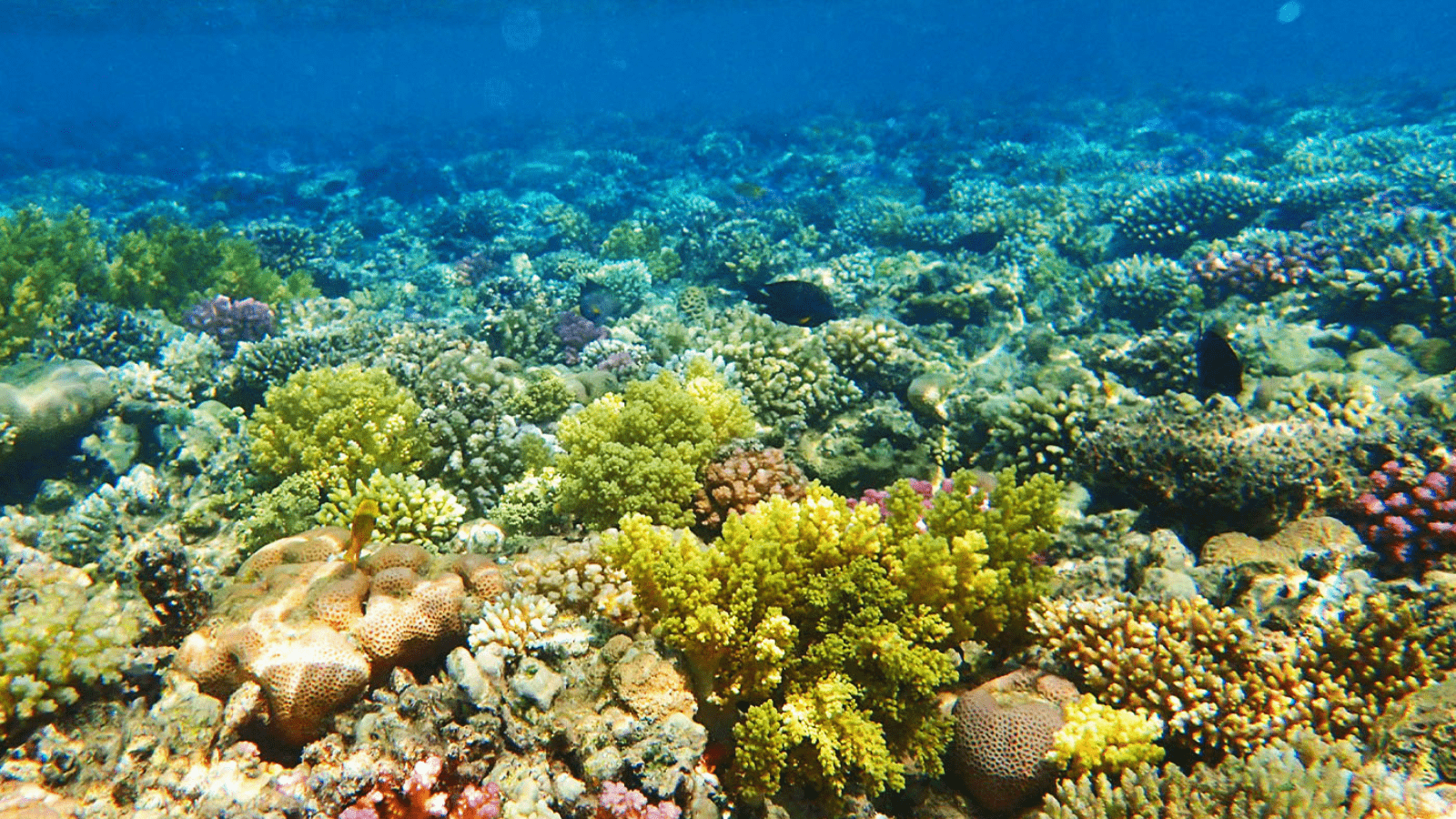 Marsa Alam semi submarine underwater Red Sea coral reef view