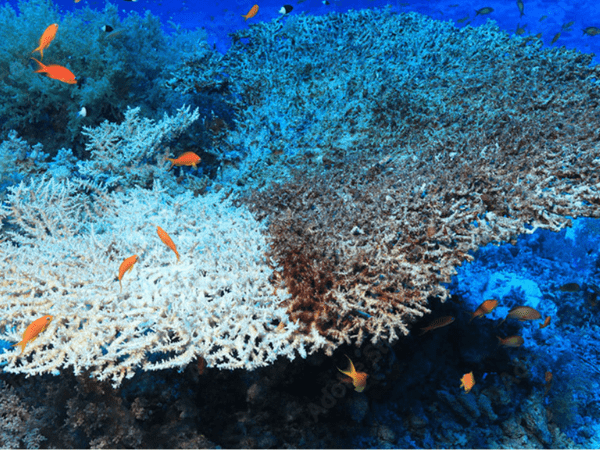 Clear Red Sea water and reef scenery for planning a Marsa Alam holiday
