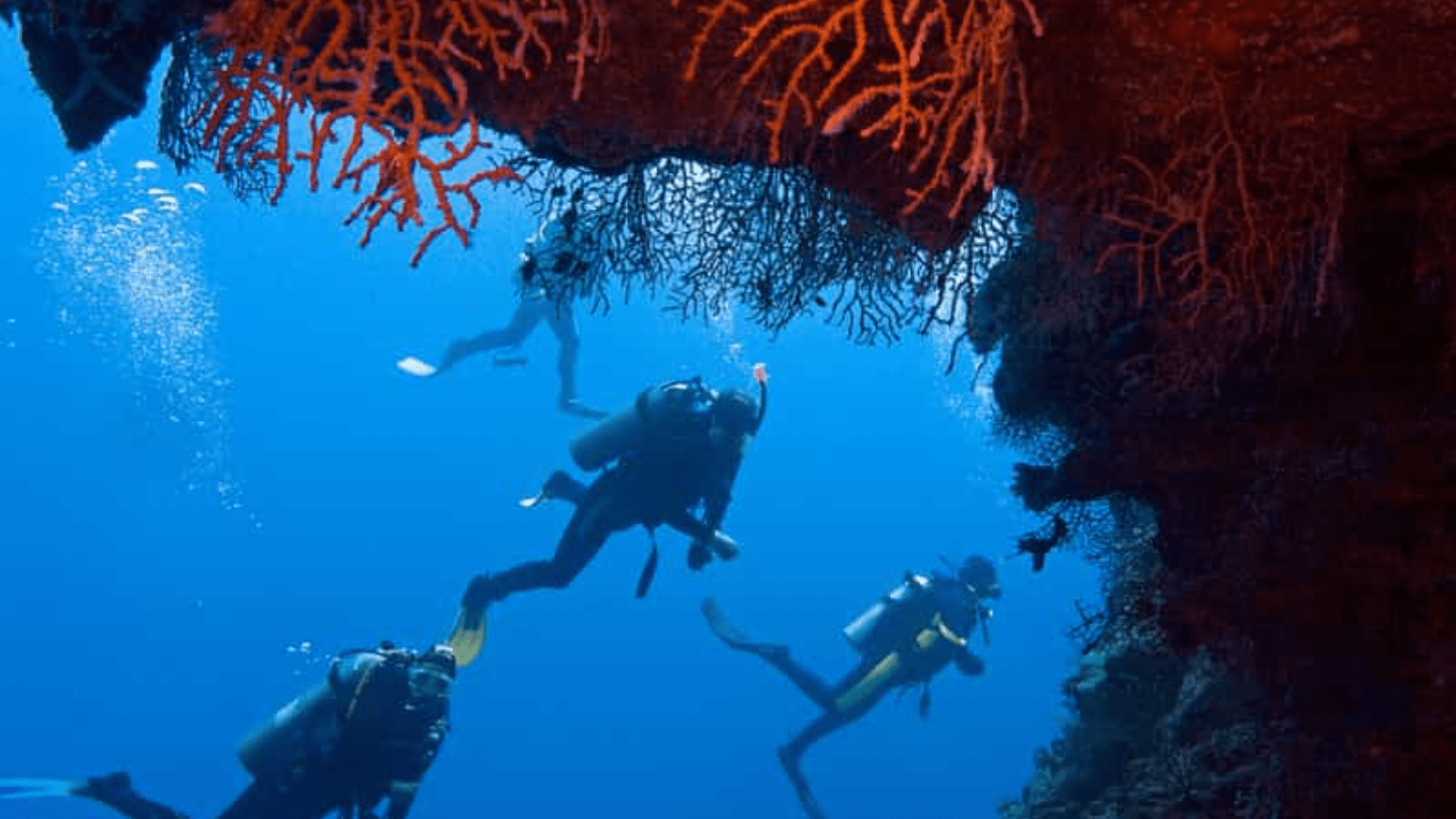 Port Ghalib diving trip from Marsa Alam with divers and reef wall