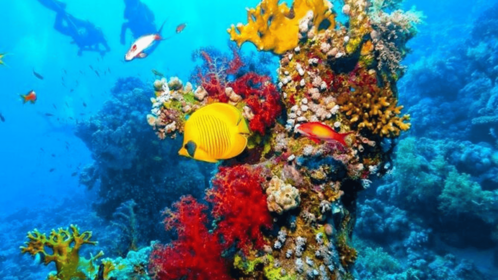 Hamata Island snorkeling trip from Marsa Alam with colorful Red Sea fish