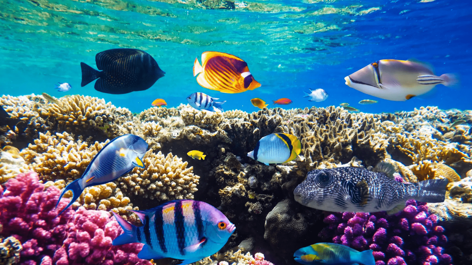 Marsa Alam Red Sea coral reef with tropical fish near Abu Dabbab