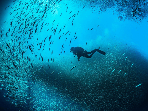 Diving and coral reef route from Port Ghalib to Marsa Mubarak and Marsa Shouna