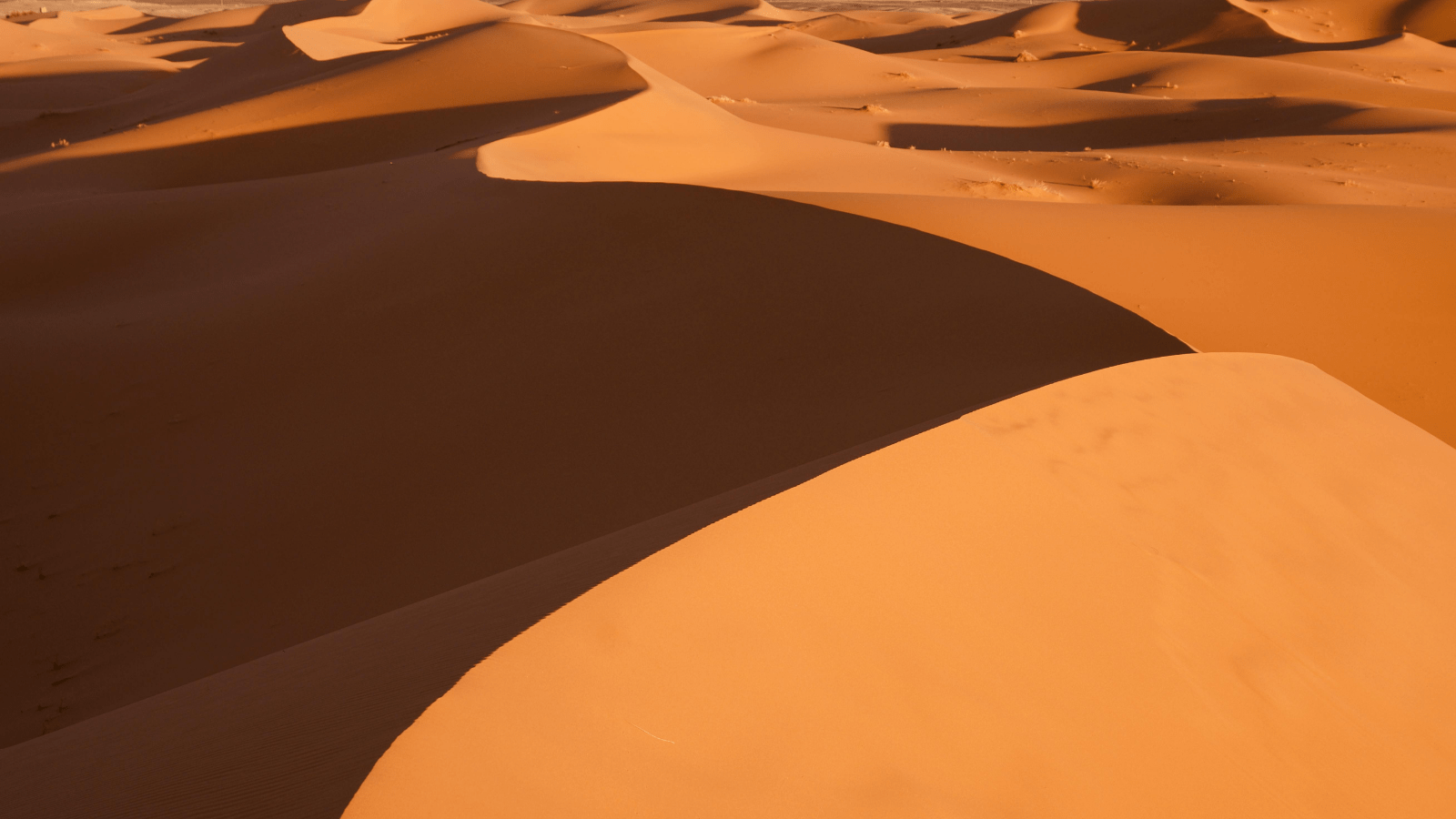 Safari Definitivo por el Desierto de Sharm