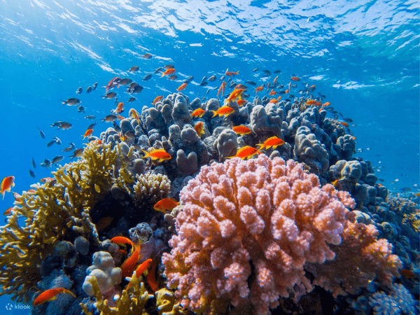 Colorful coral reef and Red Sea fish near Ras Mohammed in Sharm El Sheikh