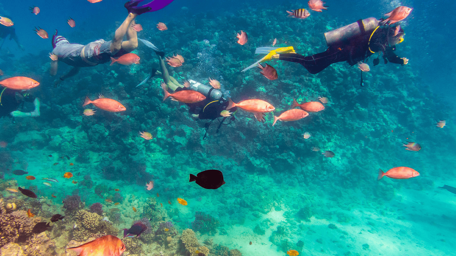Snorkelers observing colorful fish and coral in the Red Sea near Hurghada