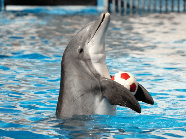 Enjoy The Dolphins Show