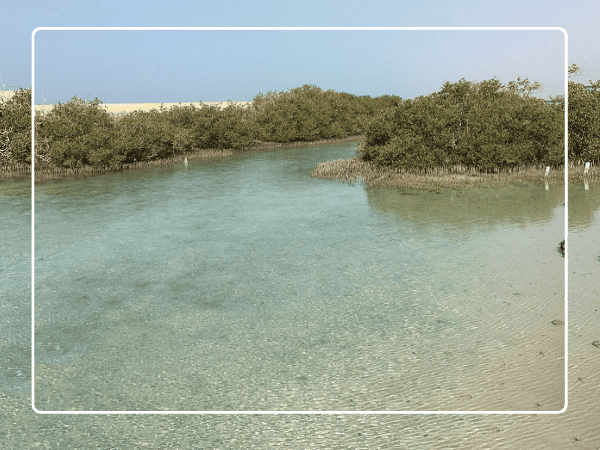 The mangrove and the earthquake crack.