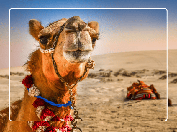 Trying the camel riding, drinking the tea, back to the center for the dinner.