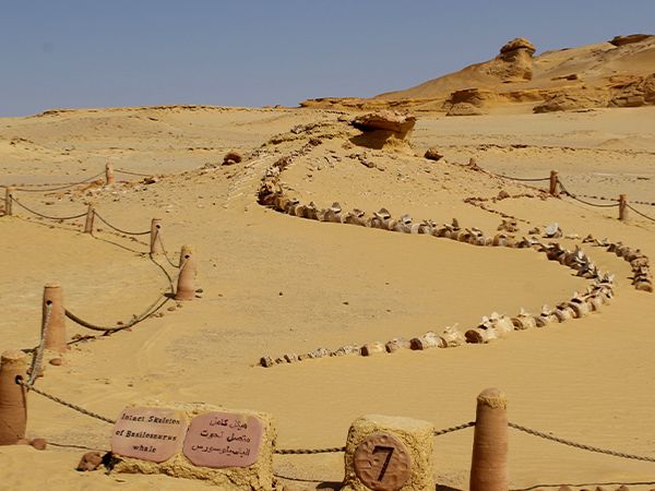 🐋 Wadi El-Hitan (Valley of the Whales)