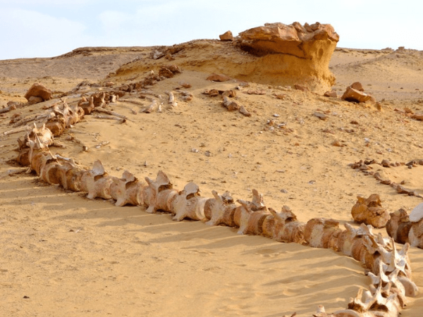 Exploring Wadi Hitan